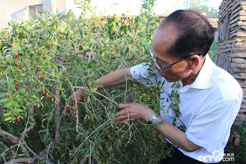 Xie Xingchang, the first immigrant from Suining Village, introduced the Lycium barbarum seedlings he planted in 1998 to reporters.